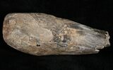 Partial Fossil Sperm Whale Tooth - South Carolina #11981-1